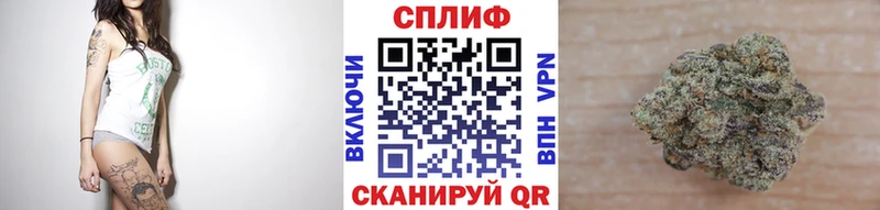 Конопля планчик  Починок 